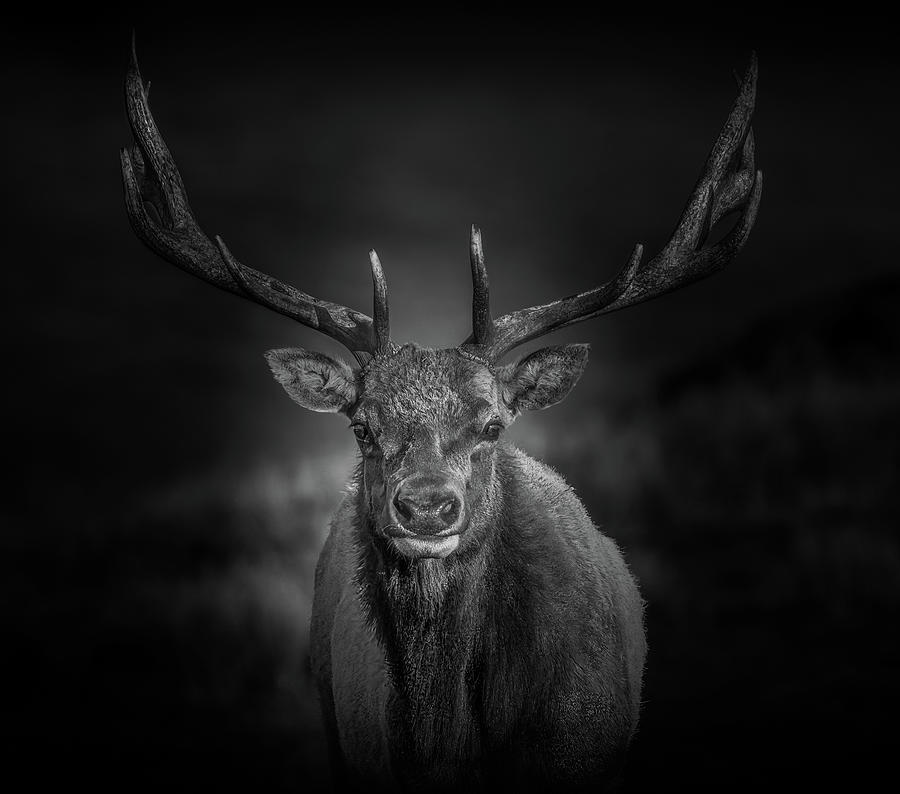 Majestic Elk Photograph By Roger Elliott Pixels