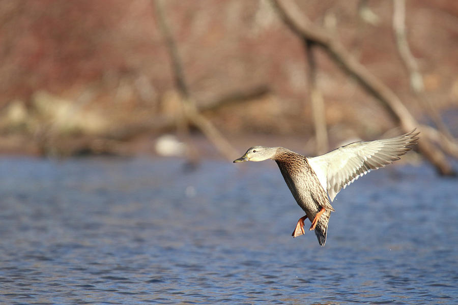 Mallard Drops In Photograph By Sue Feldberg Fine Art America