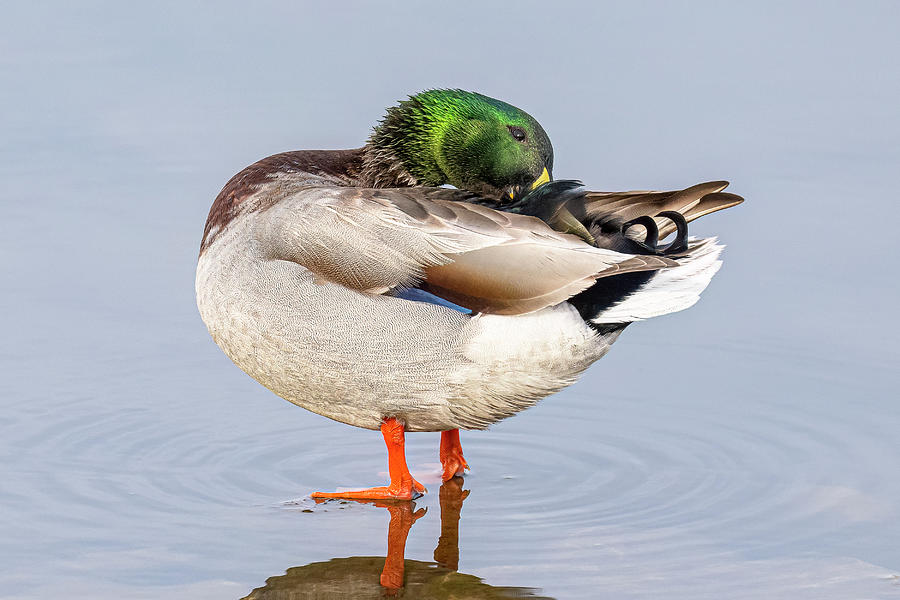 Mallard In Spring Photograph By Morris Finkelstein Pixels