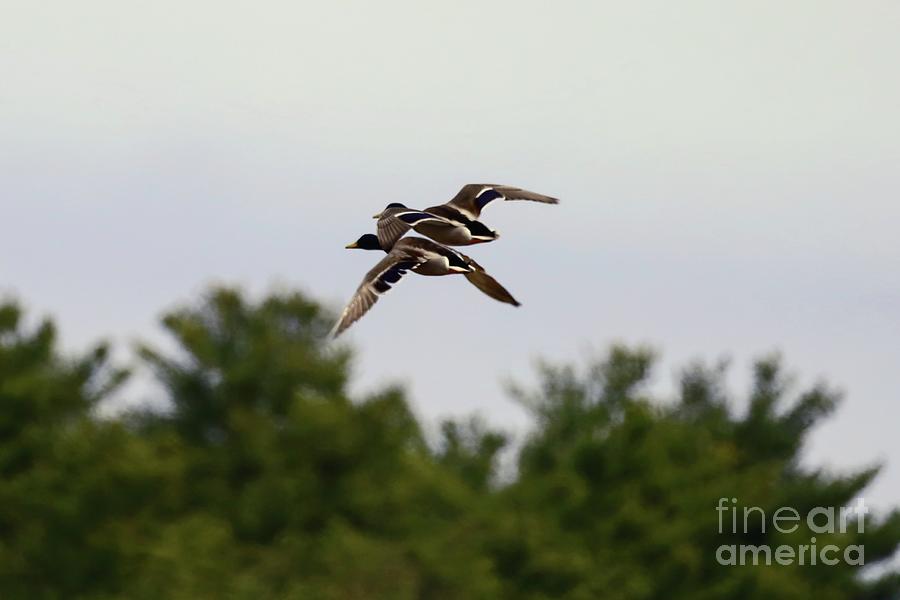 Mallards In Flight Photograph By Jennifer Finley Pixels