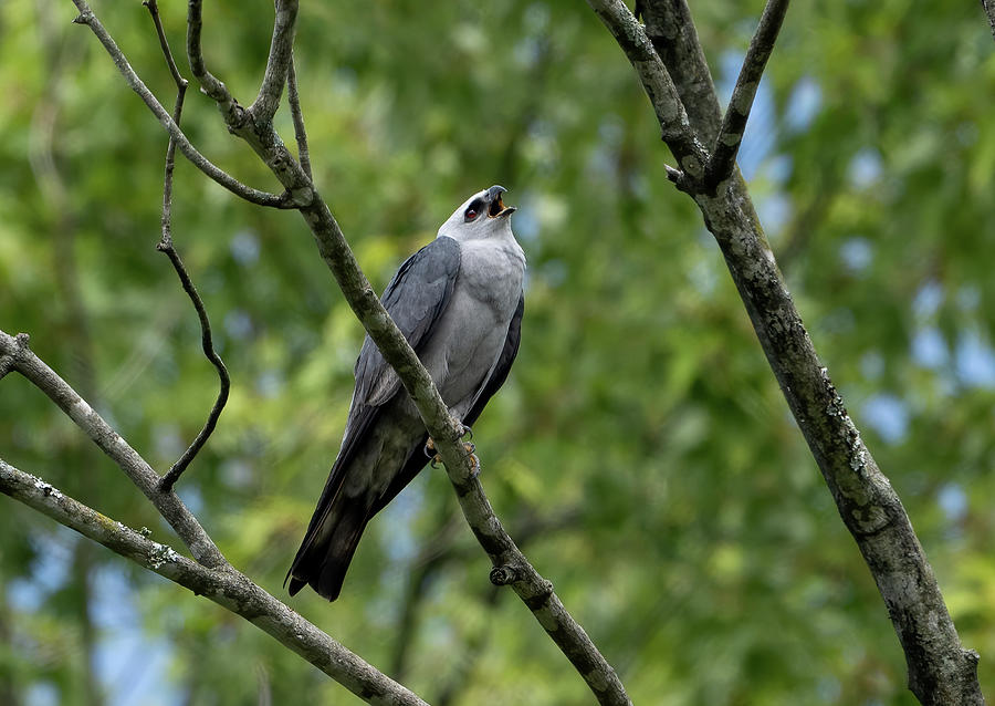 Mississippi Kite Photograph By Julie Barrick Fine Art America