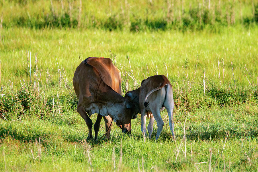 Mother And Baby Photograph By William E Rogers Fine Art America