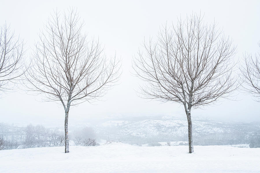 Naked Trees In The Snow At Geres National Park Photograph By Ruben