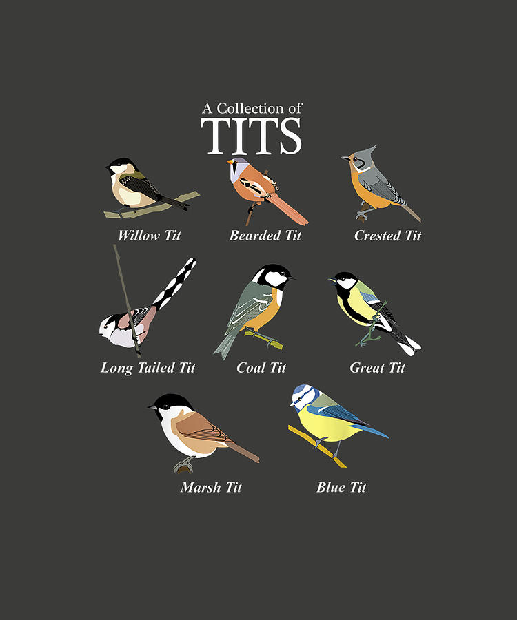 Nerd Funny Tit Birds Birdwatcher Collection Of Tits Bird Drawing By