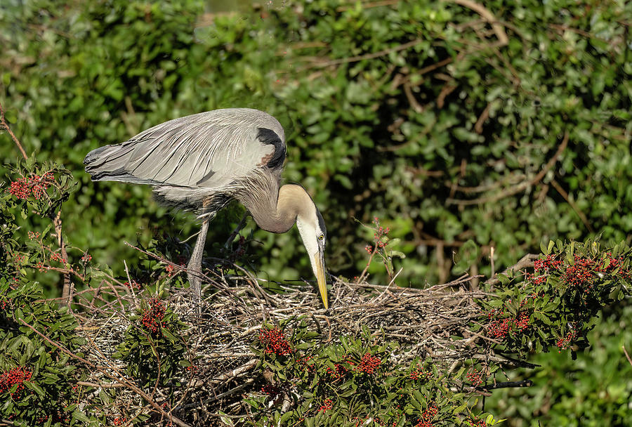 Nest Building Photograph By Gordon Ripley Pixels