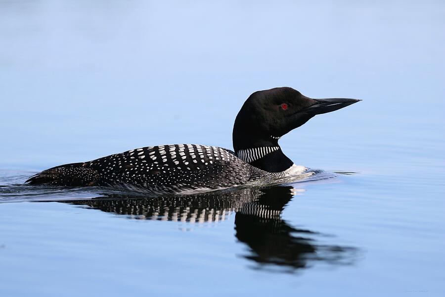 North Woods Common Loon Photograph By Sandra Huston Fine Art America