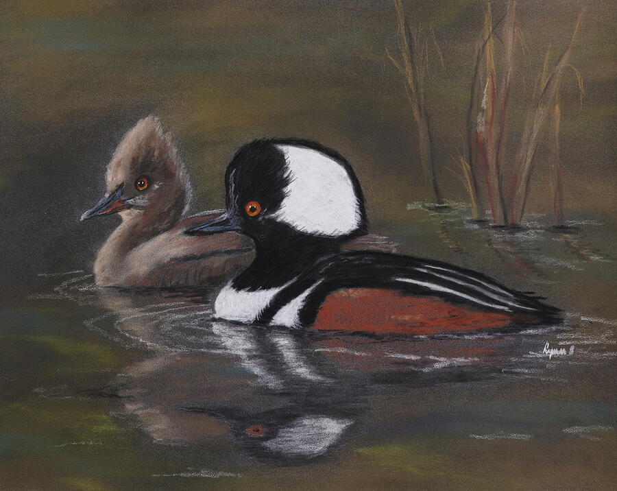 Pair Of Hooded Ducks Pastel By Dreamz Fine Art America