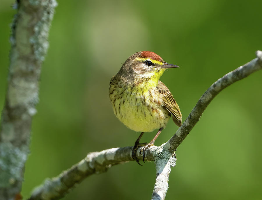 Palm Warbler Photograph By Julie Barrick Fine Art America