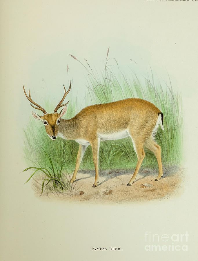 Pampas Deer Ozotoceros Bezoarticus O Drawing By Historic Illustrations