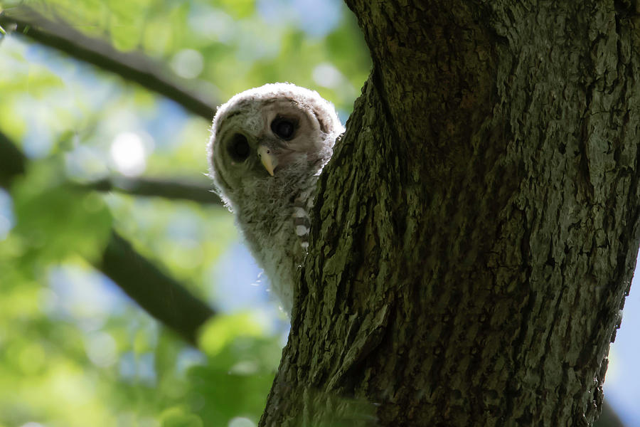 Peek A Boo Photograph By Jamie Patchen Fine Art America