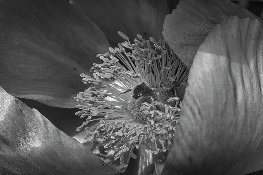 Peony Detail Monochrome Photograph By Cathy Mahnke Fine Art America