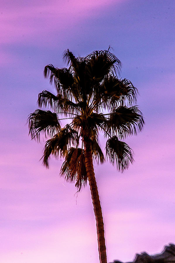 Perp Palm Tree Photograph By Ruben Palacios Jr Fine Art America