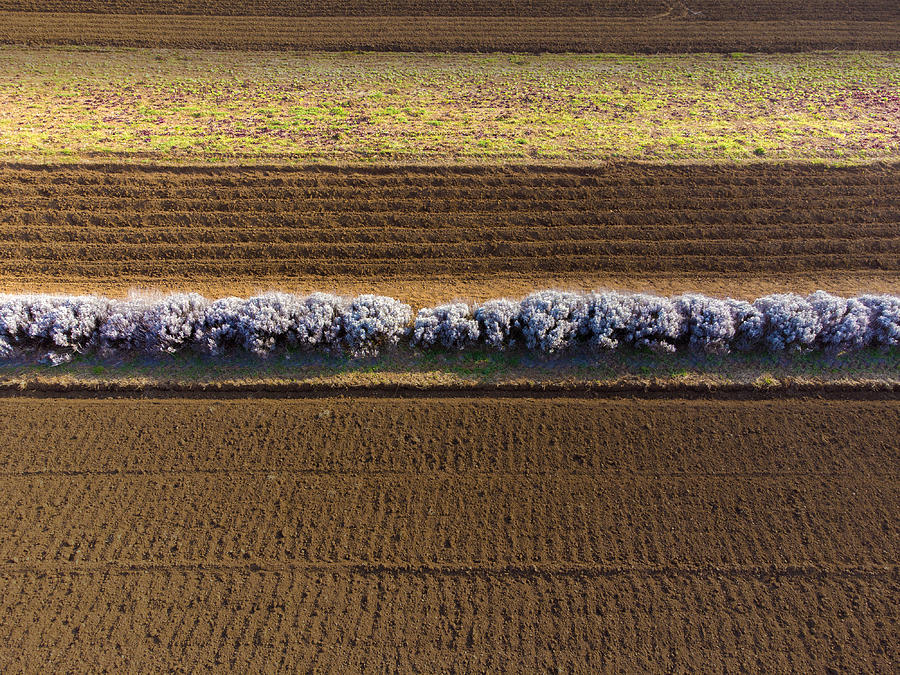 Photography Of Lines On Vrtojba Field Digital Art By Matjaz Preseren