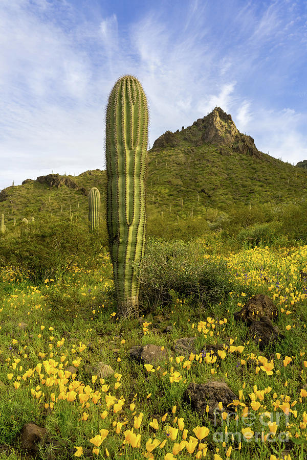 Picacho Peak Photograph By Roxie Crouch Fine Art America