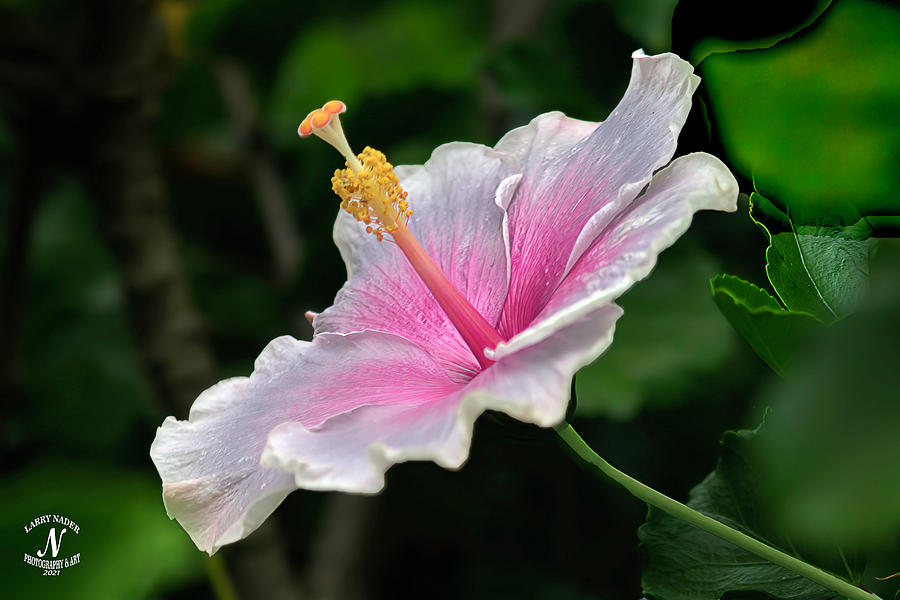 Pink And White Hibiscus Photograph By Larry Nader Fine Art America