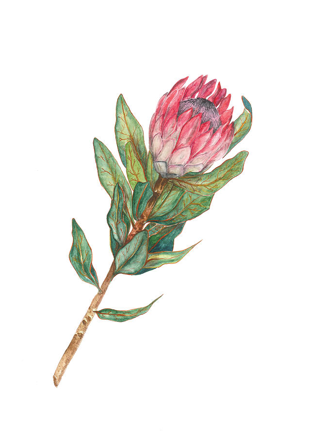 Pink Protea Painting By Daniella Van Den Heever Fine Art America