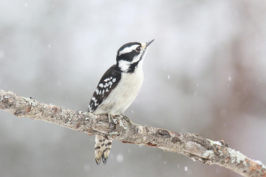 Pretty Winter Woodpecker Photograph By Sue Feldberg Fine Art America