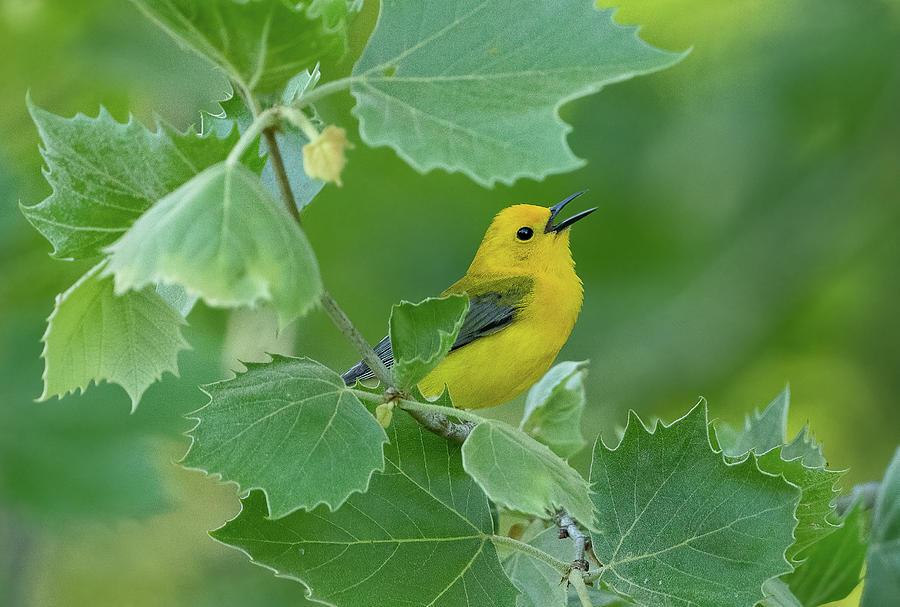 Prothonatary Warbler Singing Photograph By Julie Barrick Pixels