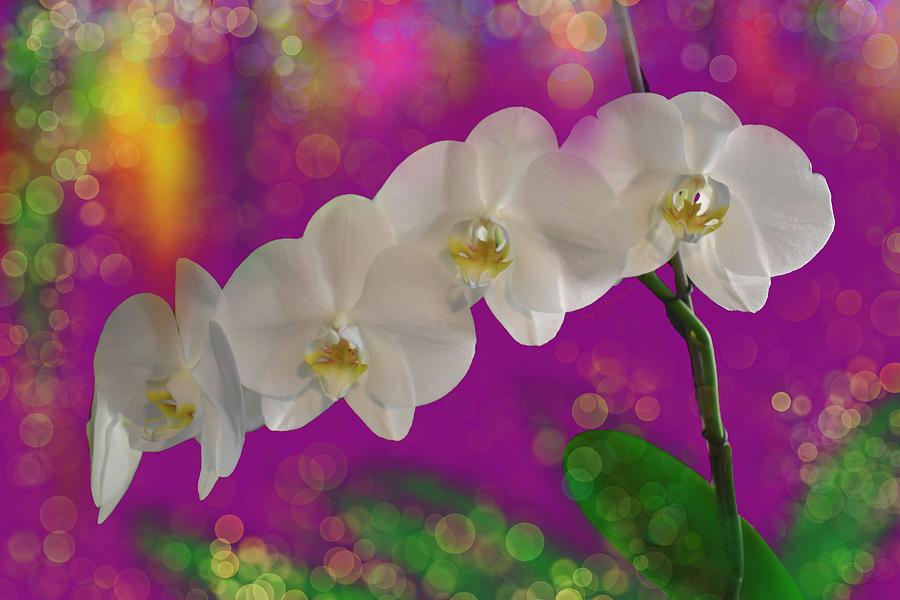 Pure White Orchid Multi Blossom Spray Pink Yellow Bkgd Digital Art By