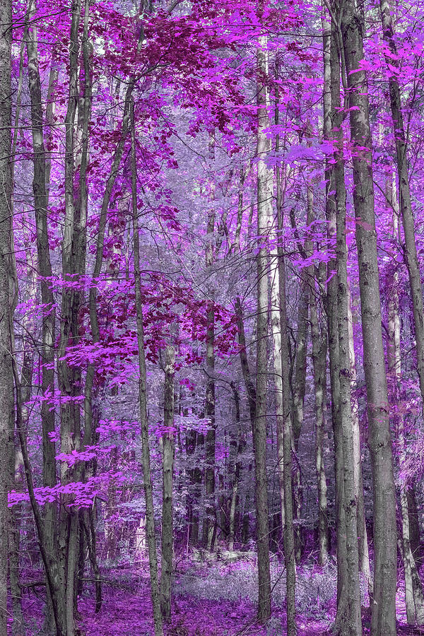 Purple Plum And Lavender Forest Photograph By Brooke T Ryan Fine