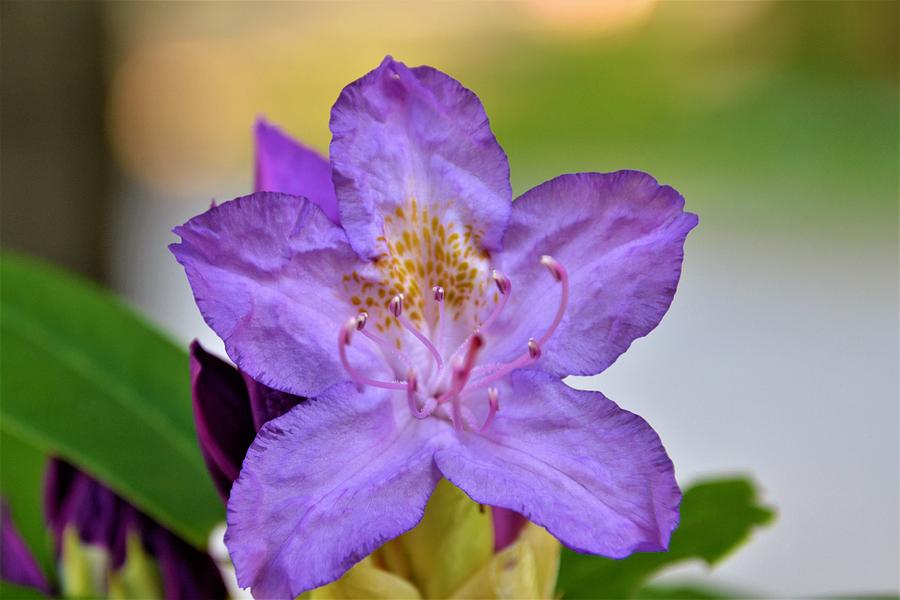 Purple Rhody Photograph By Warren Labaire Photography Fine Art America