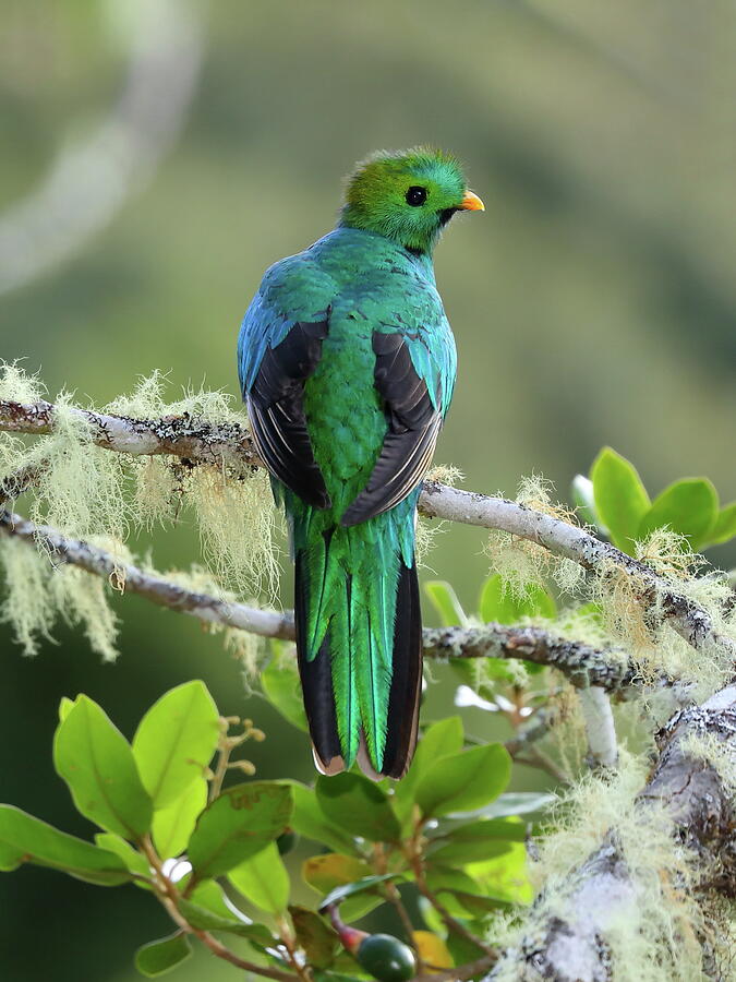 Quetzal Photograph By Alex Nikitsin