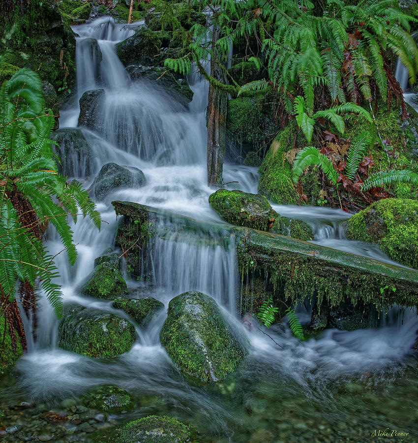 Quinault Rainforest Photograph By Mike Penney Fine Art America