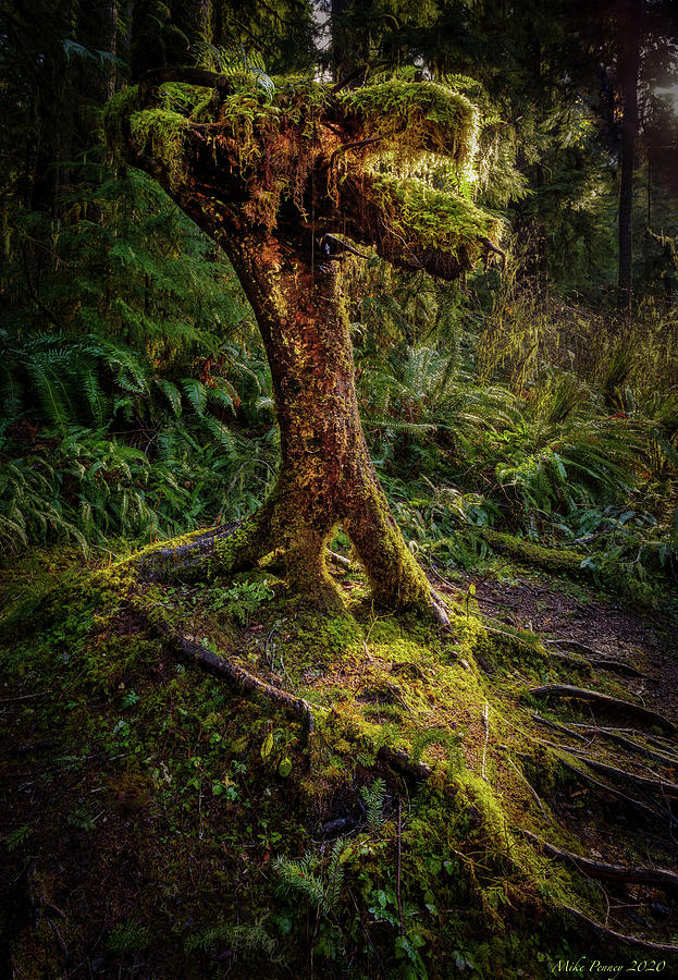 Rainforest Abstract Photograph By Mike Penney Fine Art America