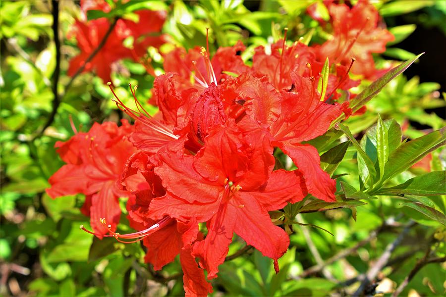 Red Azalea Photograph By Warren LaBaire Photography Fine Art America