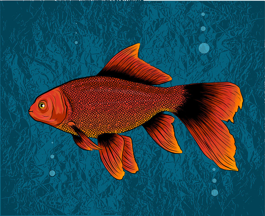 Red Drum Redfish Illustration With Refined Details Digital Art By