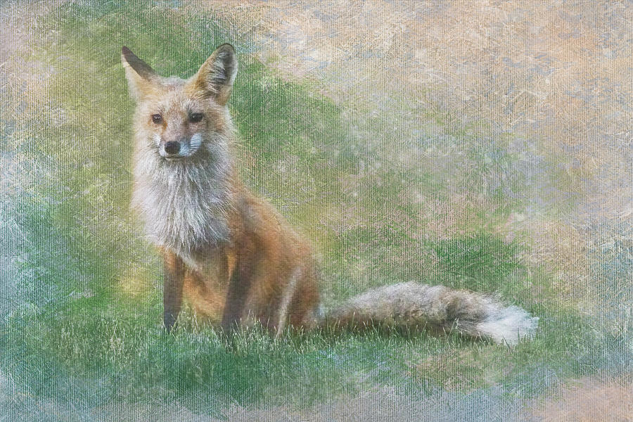 Red Fox Painterly Portrait Photograph By Patti Deters Fine Art America