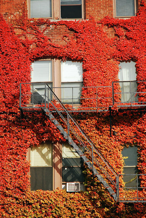 Red Ivy Covered Building Photograph By James Kirkikis Fine Art America