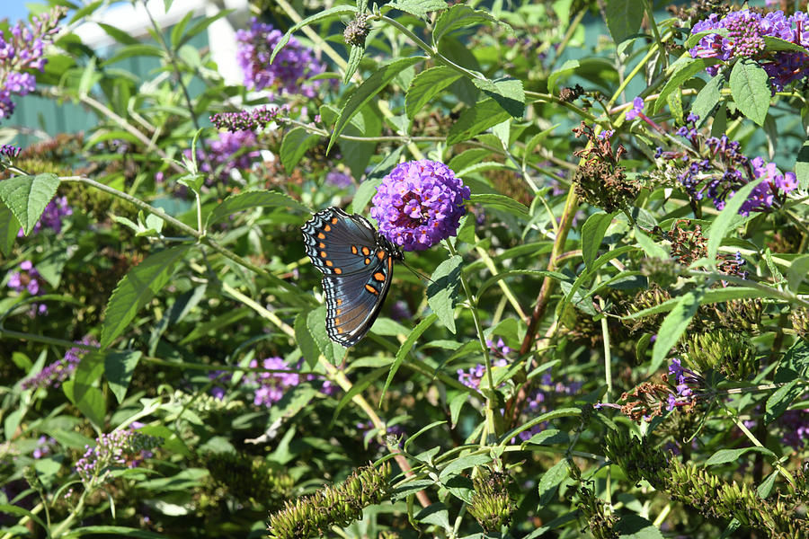 Red Spotted Purple Butterfly Photograph By Robert Tubesing Fine Art