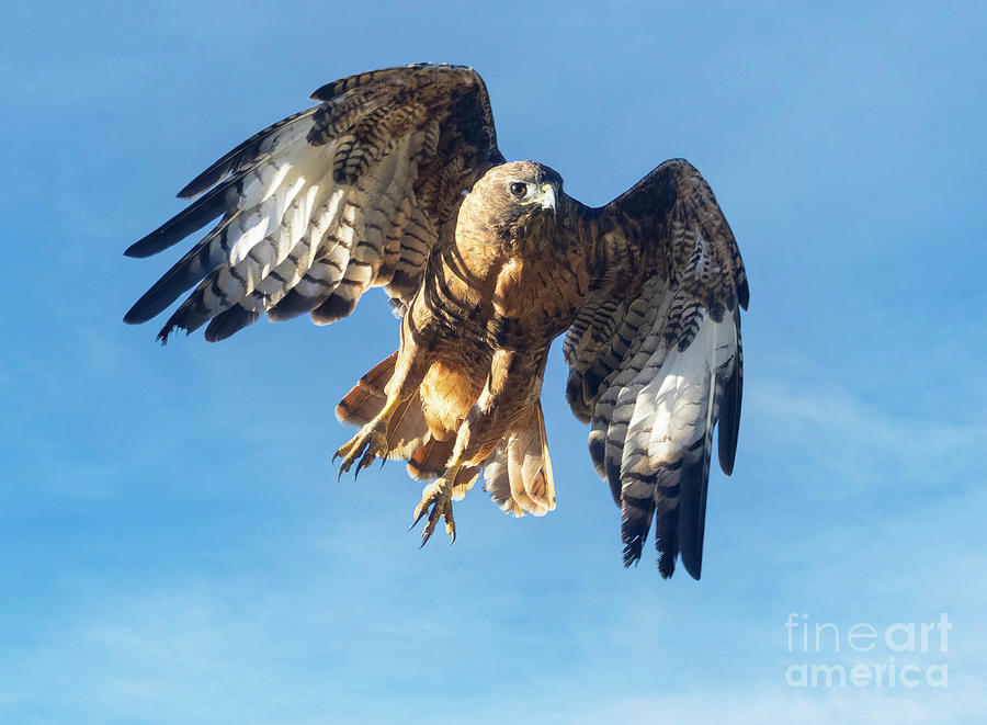 Red Tailed Hawk Take Off Photograph By Steven Krull Fine Art America