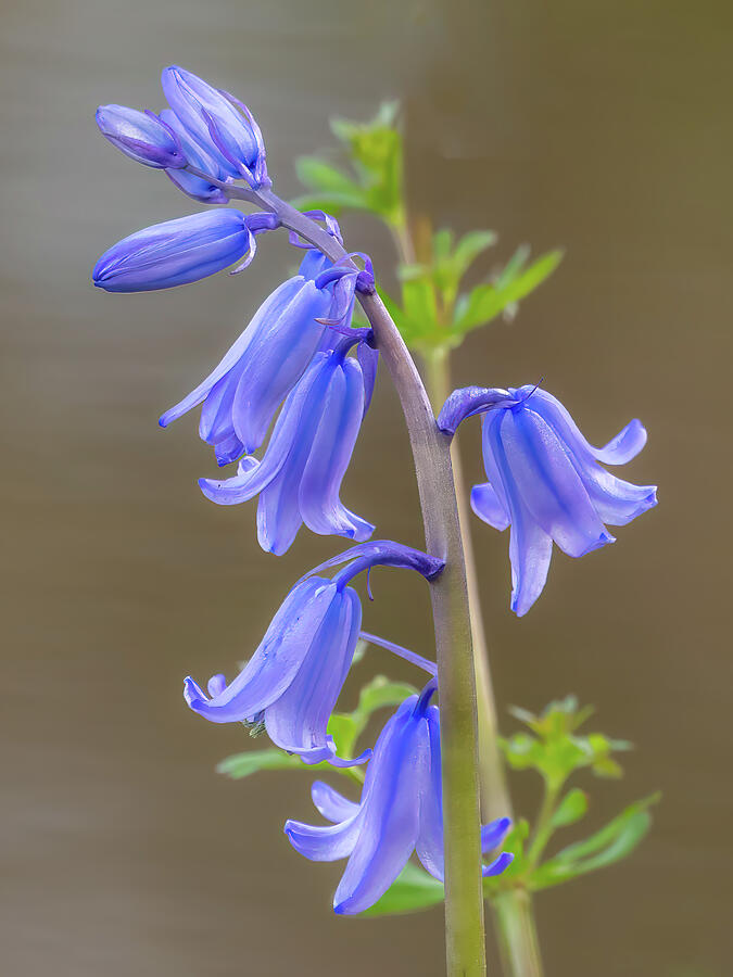 Roadside Beauty Photograph By John Mara Fine Art America