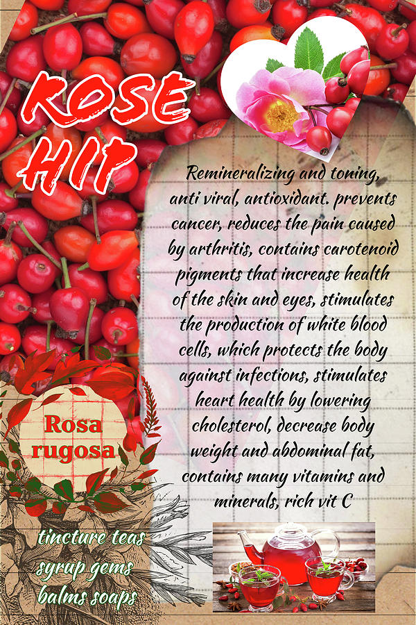 Rose Hip Herbalist Illustration Photograph By Ana Naturist Fine Art