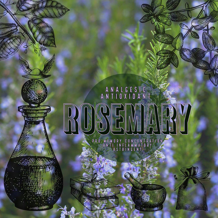 Rosemary Herbalist Corner Logo Photograph By Ana Naturist Fine Art