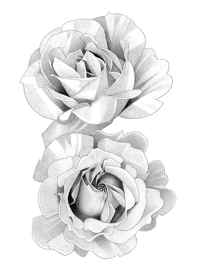 Roses Pencil Drawing Drawing By Matthew Hack Fine Art America