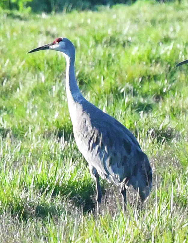 Sandhill Crane Photograph By Pauline Darrow Fine Art America