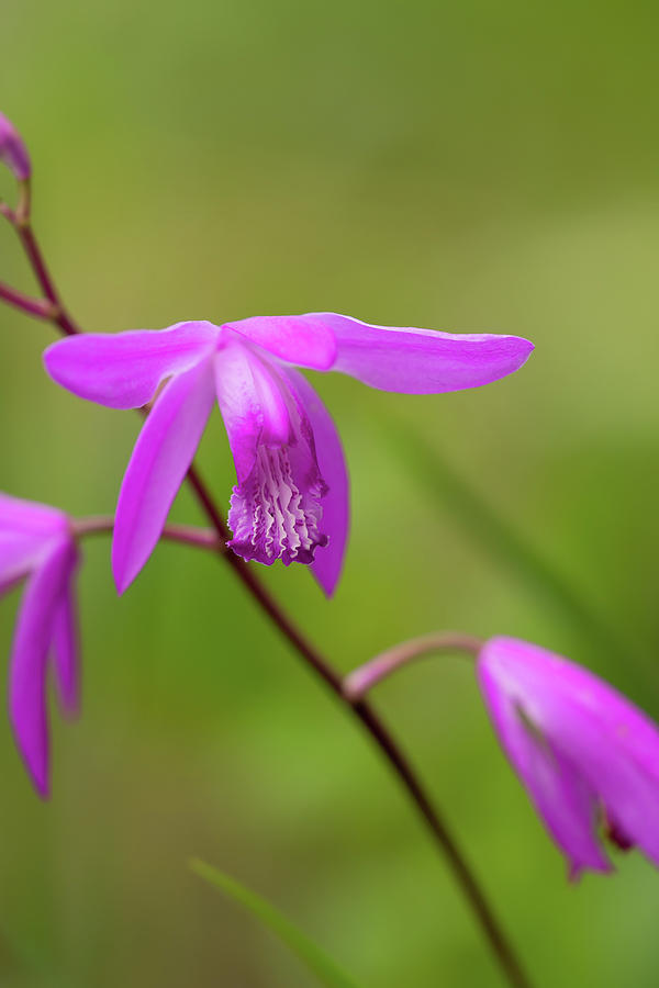 Shrugging Hyacinth Orchid Photograph By Yuka Kato Fine Art America