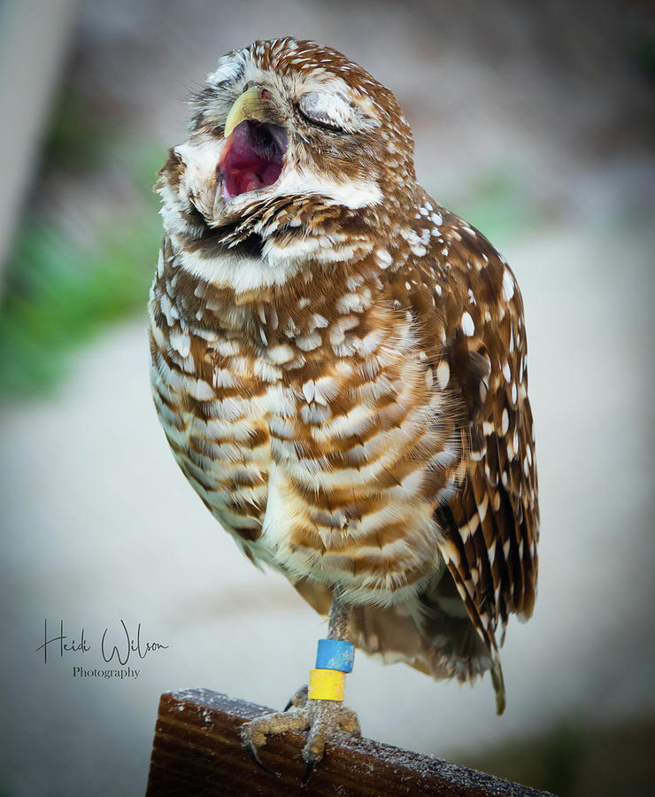 Singing Owl Photograph By Heidi Wilson Fine Art America