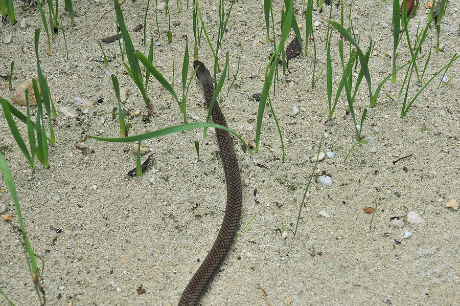 Slithering Snake In The Sand Photograph By Brigitta Diaz Pixels