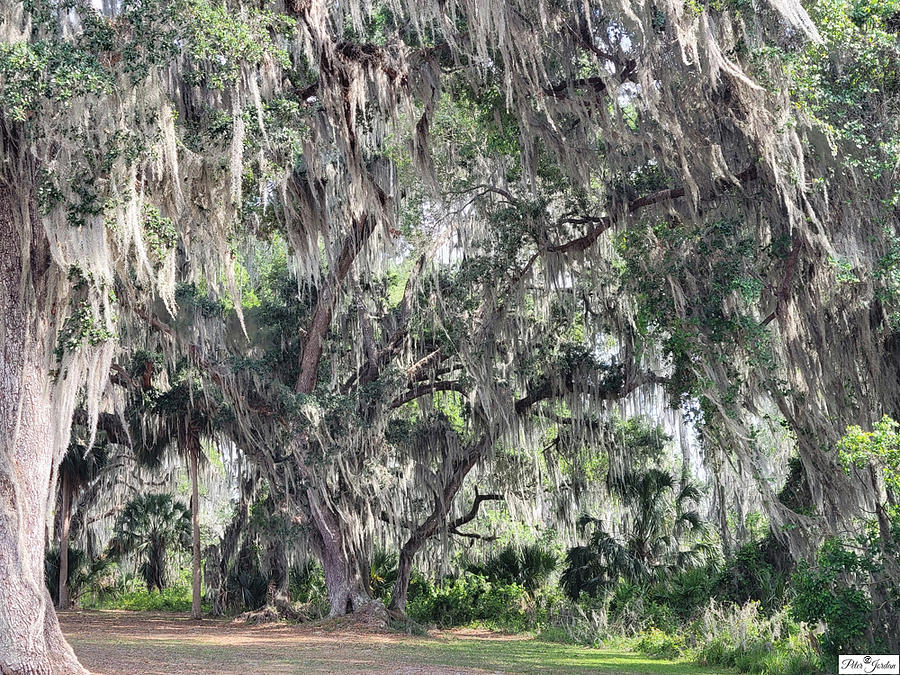 Spanish Moss Covered Oak Photograph By Peter Jordan Fine Art America