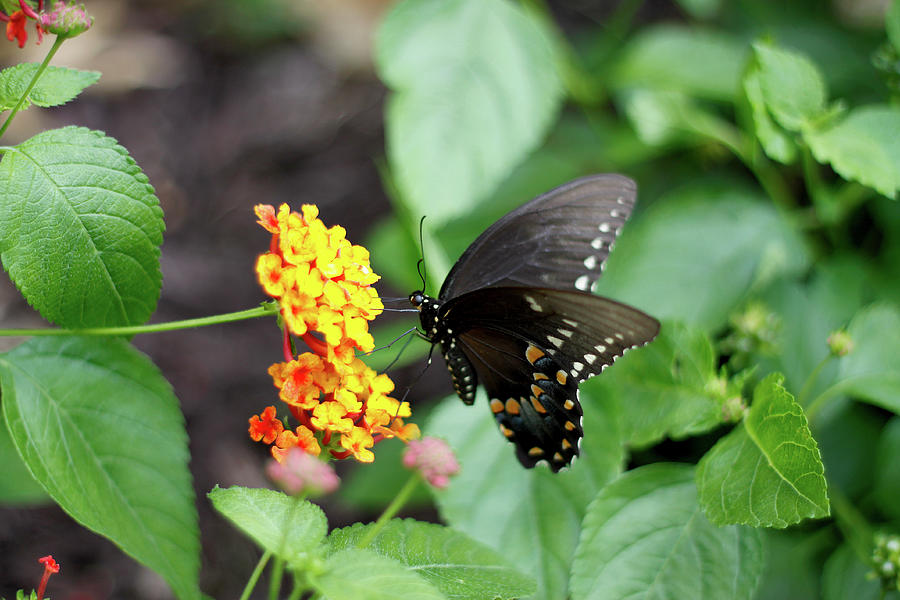 Spicebush Swallowtail Still Hungry August 2023 Photograph By Joseph A