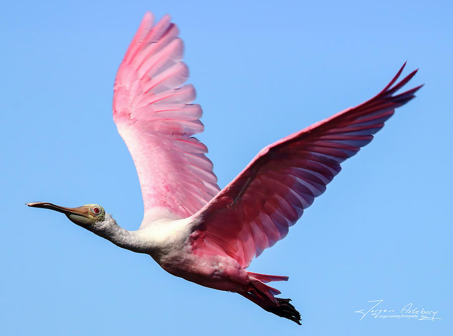 Sanibel Spoonbill In Flight Photograph By Jorgen Asteberg Fine Art