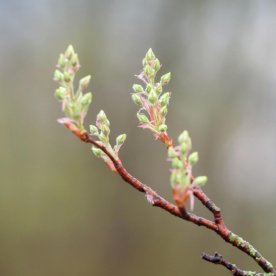 Spring Tree Blooms Photograph By Kristin Emery Fine Art America