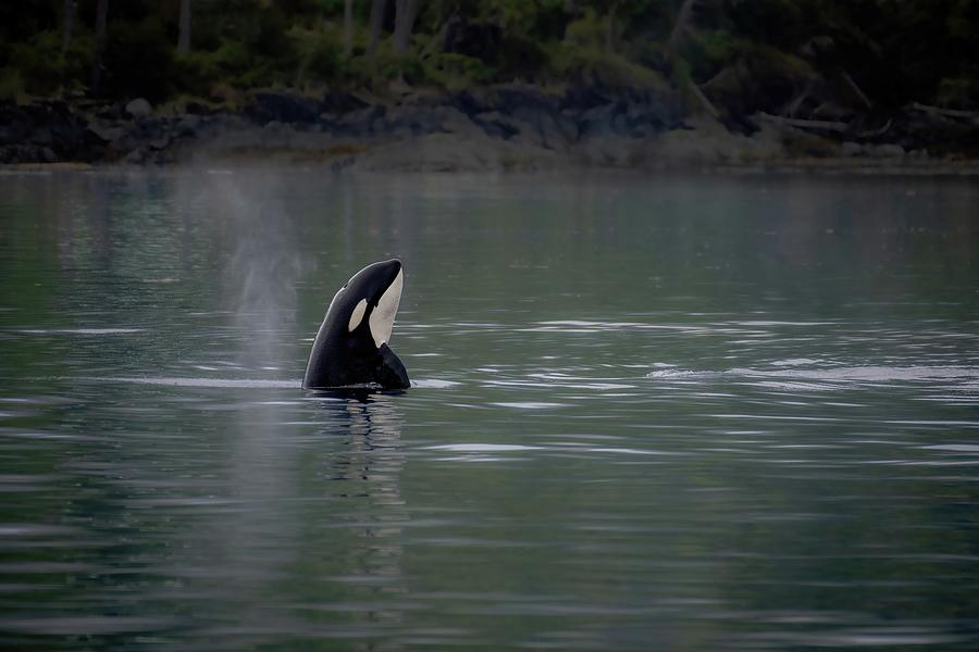 Spyhopping Orca Photograph By Michelle Savery Fine Art America