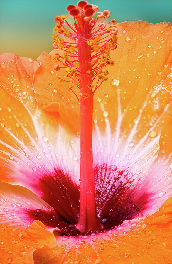 Stunning Hibiscus Upright Photograph By Alex Gordon Fine Art America