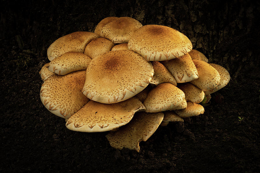 Sulphur Tuft Mushroom Photograph By John Boyce Pixels