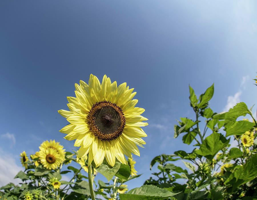 Sunflowers Photograph By David Bearden Fine Art America